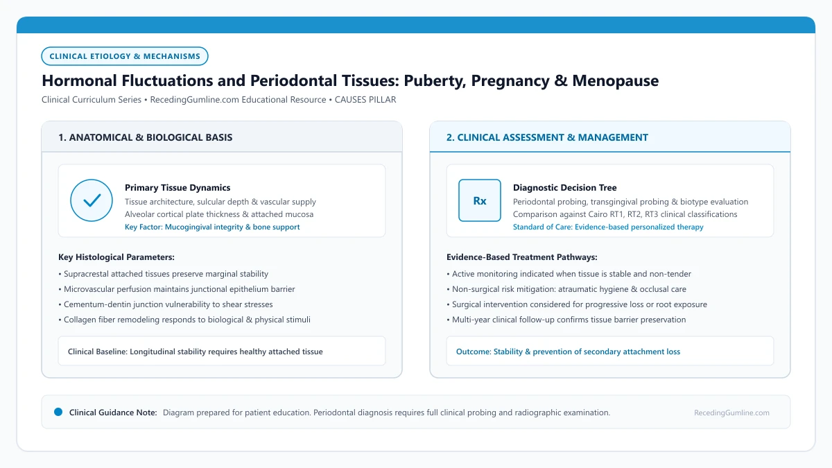 Educational diagram illustrating hormonal fluctuations and periodontal tissues: puberty, pregnancy & menopause, highlighting clinical tissue dynamics, anatomical landmarks, and evidence-based considerations.