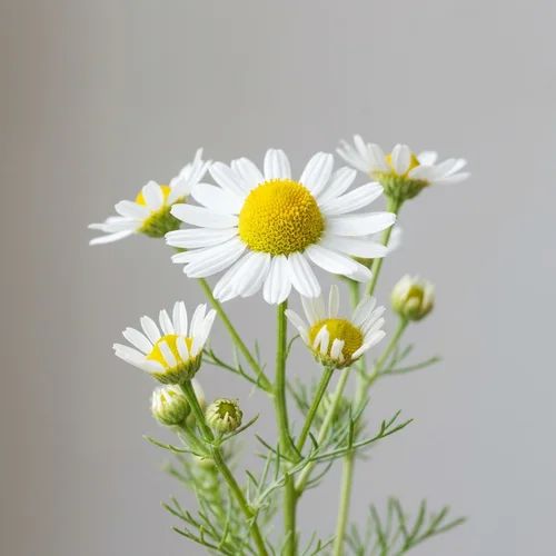 Fresh blooming German Chamomile flowers (Matricaria chamomilla)