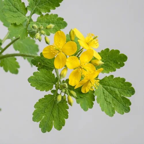 Greater Celandine plant (Chelidonium majus) with yellow flowers and foliage