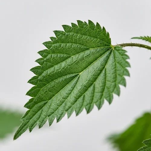 Fresh Stinging Nettle leaf (Urtica dioica) showing natural serrated venation
