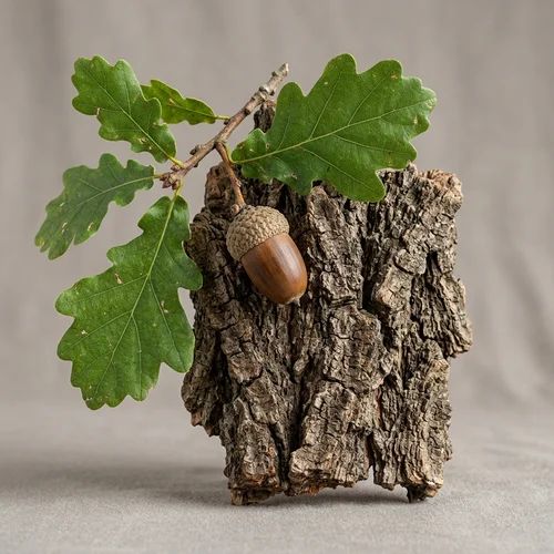 Botanical specimen of English Oak bark (Quercus robur) with leaves and acorn