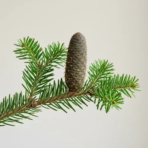 Botanical specimen of European Silver Fir (Abies alba) needles and cone