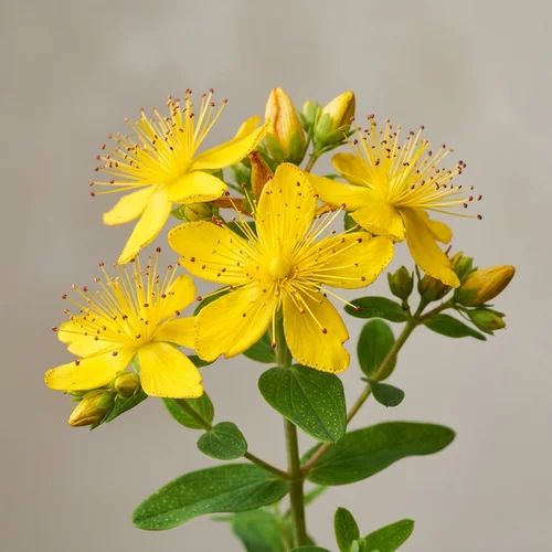 Blooming yellow St. Johns Wort blossoms (Hypericum perforatum)