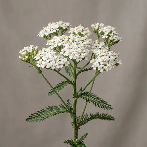 Wild Yarrow flowers (Achillea millefolium) with delicate white clusters